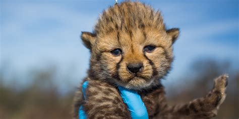 cheetah cub cam smithsonian zoo.